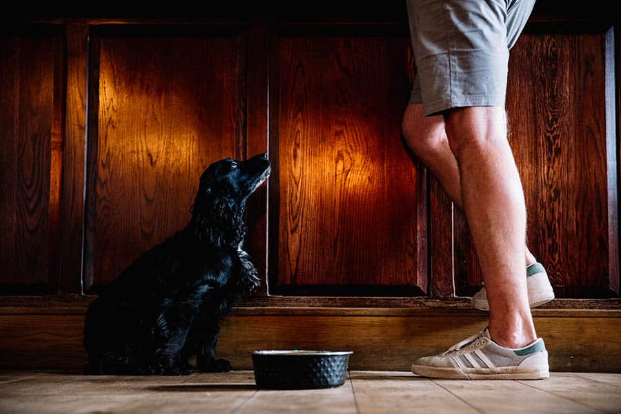 A heartwarming shot of a dog gazing up at a man with hopeful eyes, positioned beside a dog bowl.