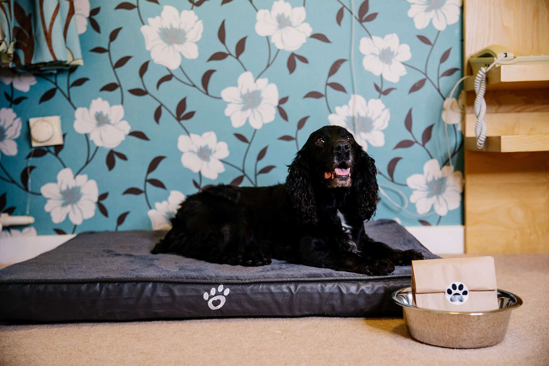 A dog sitting happily on a dog cushion in the hotel room